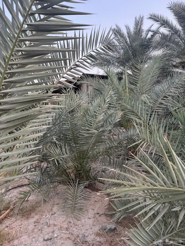 نخل برحي للبيع 4