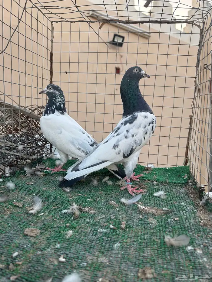 حمام باكستاني. تم البيع 2