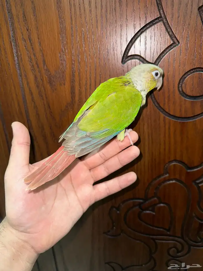 كنيور اناناس اليف جدا تم البيع 2