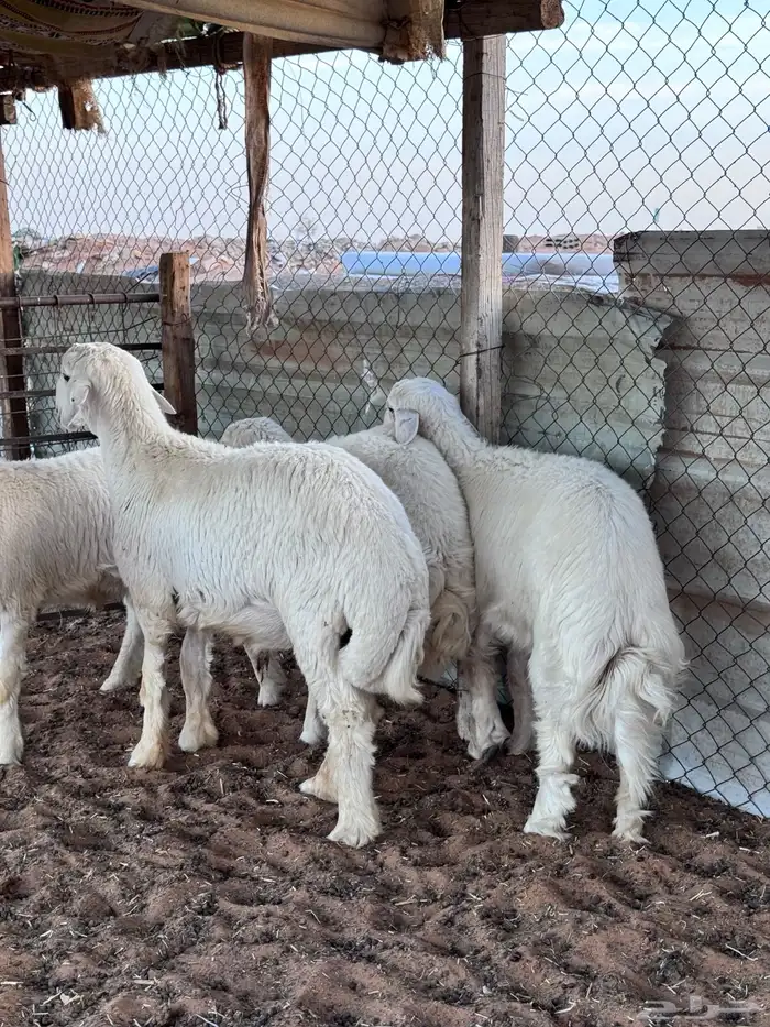 ذبايح البيع 4