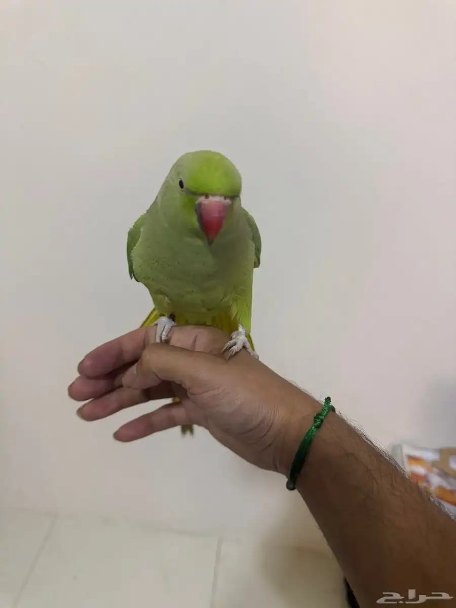 للبيع دره أليفه 2