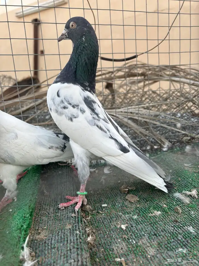 حمام باكستاني. تم البيع 0