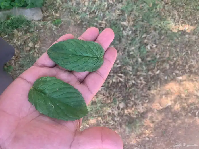 نعناع وحبك القصيم 1