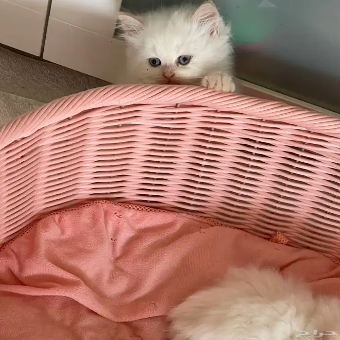 قطط شيرازي لابيع 4