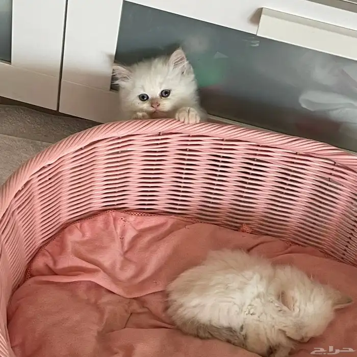 قطط شيرازي لابيع 3