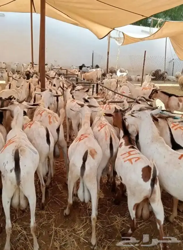 تيوس صومالية طول السنة جملة 1