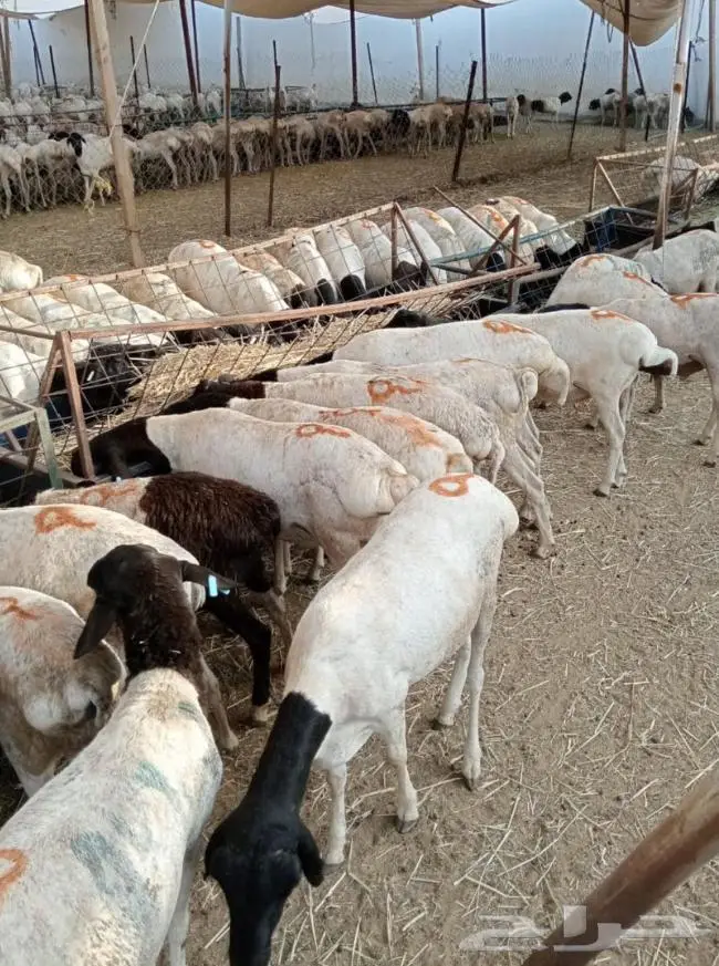 أغنام تيوس للبيع طول السنة 0