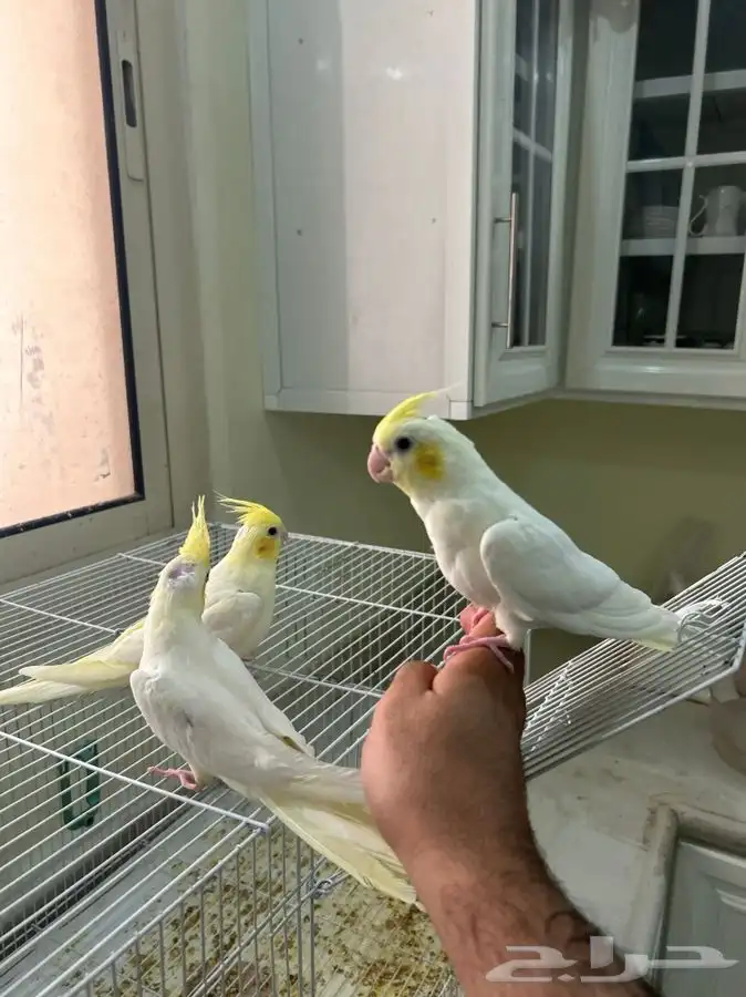كروان باستل فيس 5