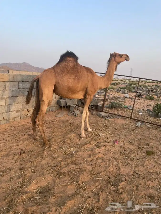 ناقه لقحه نشو وبكار لقايا حمر العدد 2 تم البيع 11