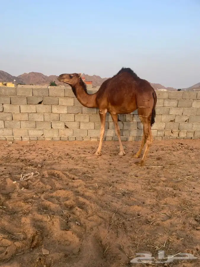 ناقه لقحه نشو وبكار لقايا حمر العدد 2 تم البيع 6