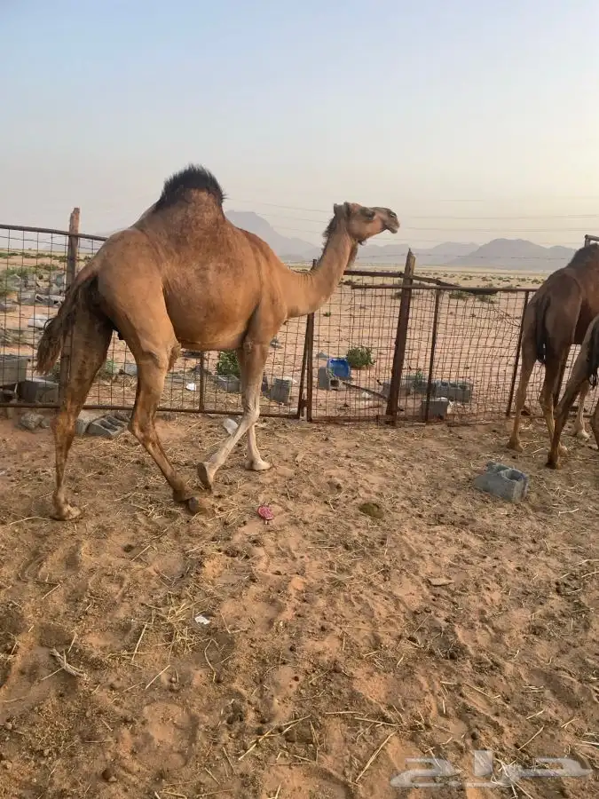 ناقه لقحه نشو وبكار لقايا حمر العدد 2 تم البيع 14