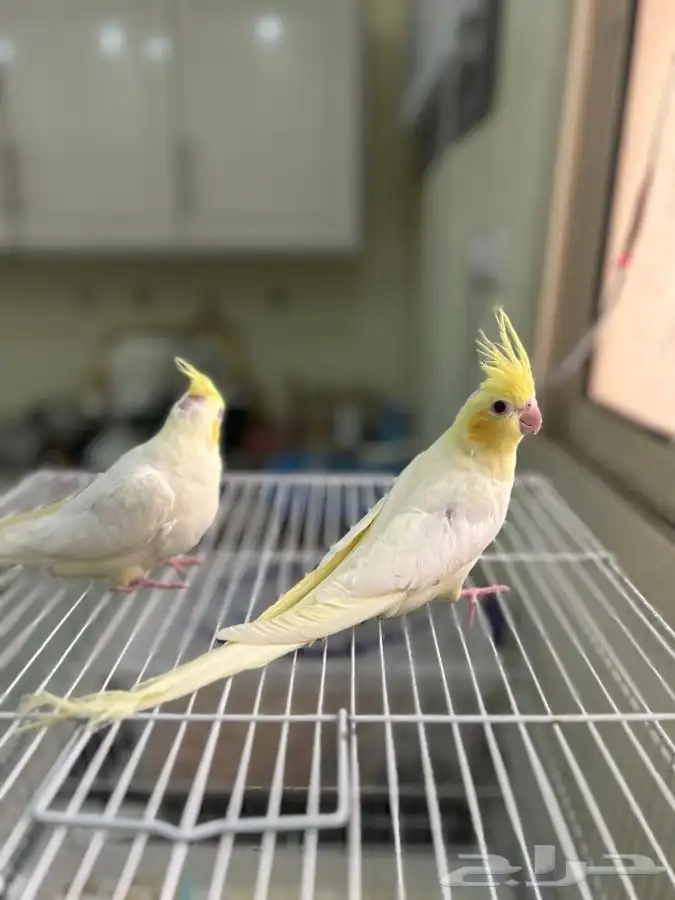 كروان باستل فيس 2