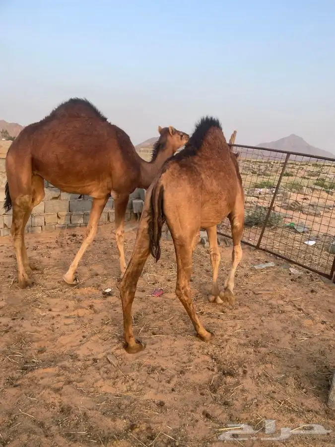 ناقه لقحه نشو وبكار لقايا حمر العدد 2 تم البيع 5