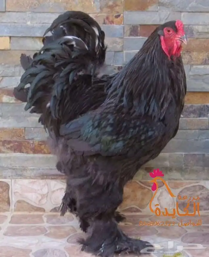 بشاير براهما 4