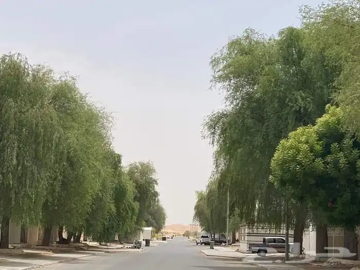 شتلات برية 5