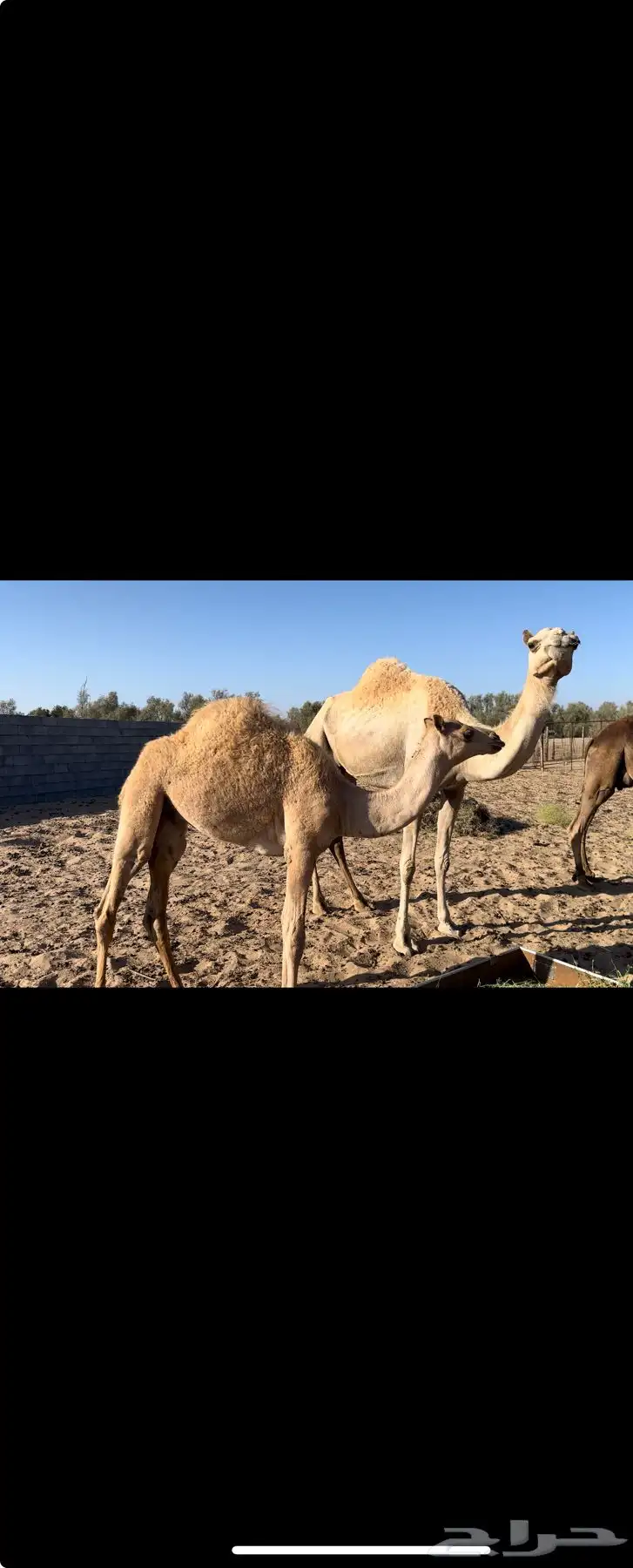 ناقه حره صافيه 1