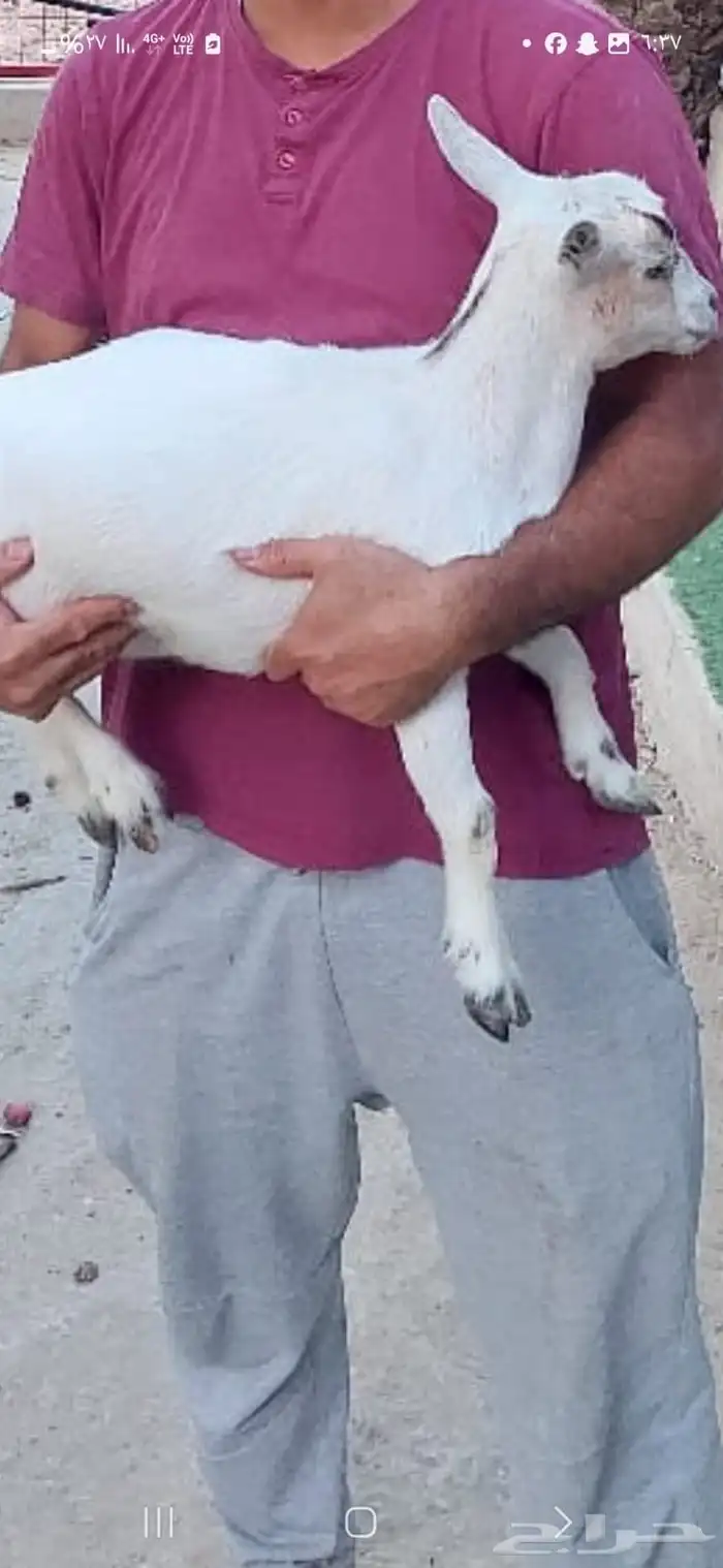 غنم مسروقه 4