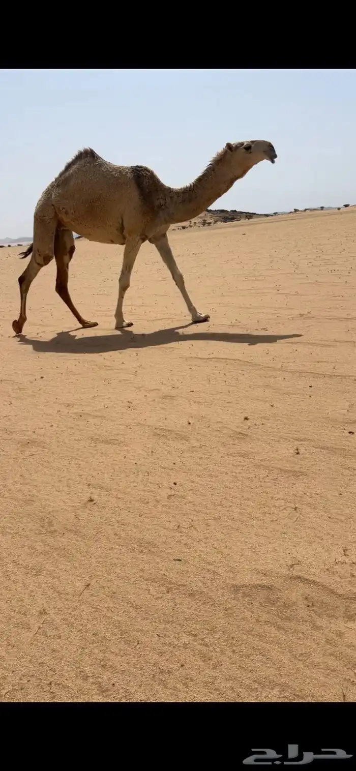 البيع بكره جذعه 0