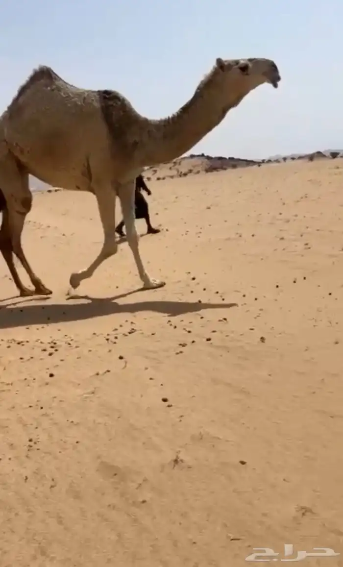 البيع بكره جذعه 2