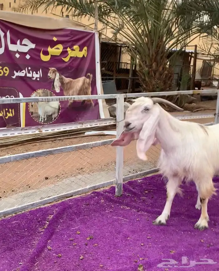عنز مشروكه متبع توم فاخره 1