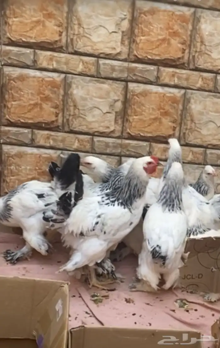 طقم براهما وبيض للبيع 0