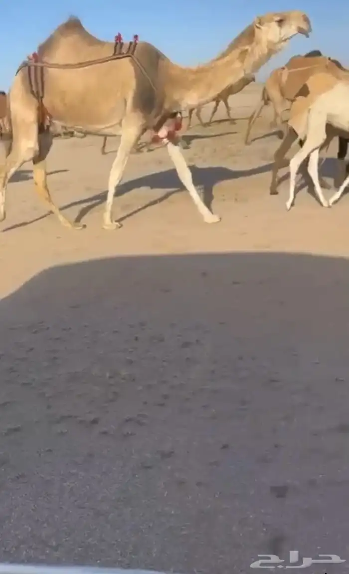 البيع خلفه رمانيه غيثيه 2