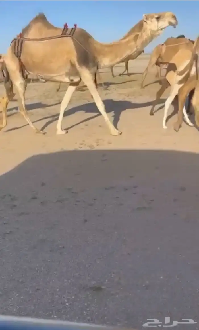 البيع خلفه رمانيه غيثيه 1