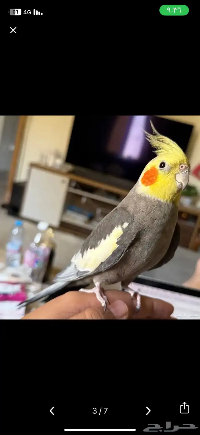عصفور كوكتيل 2