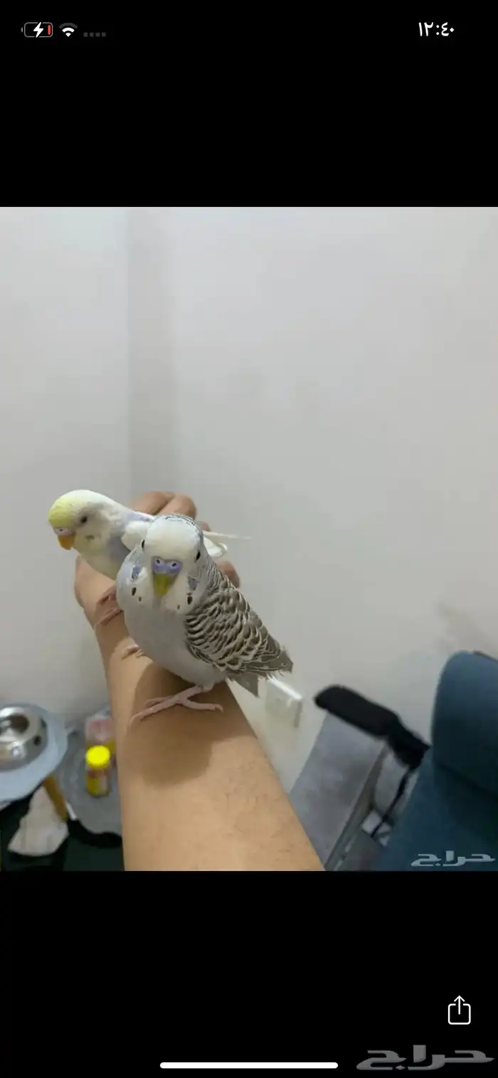 زوج بادجي هدد داخلي 3