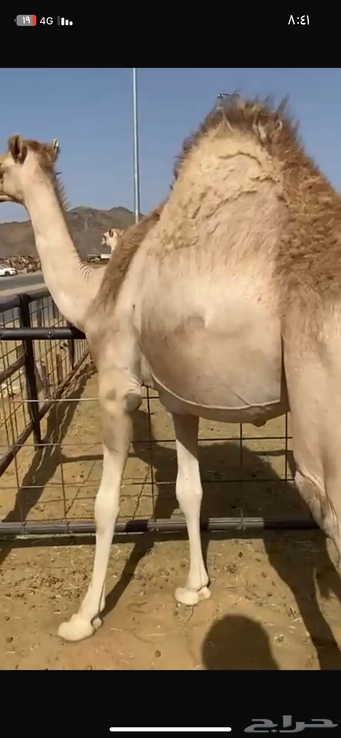 قعود مغلق 1