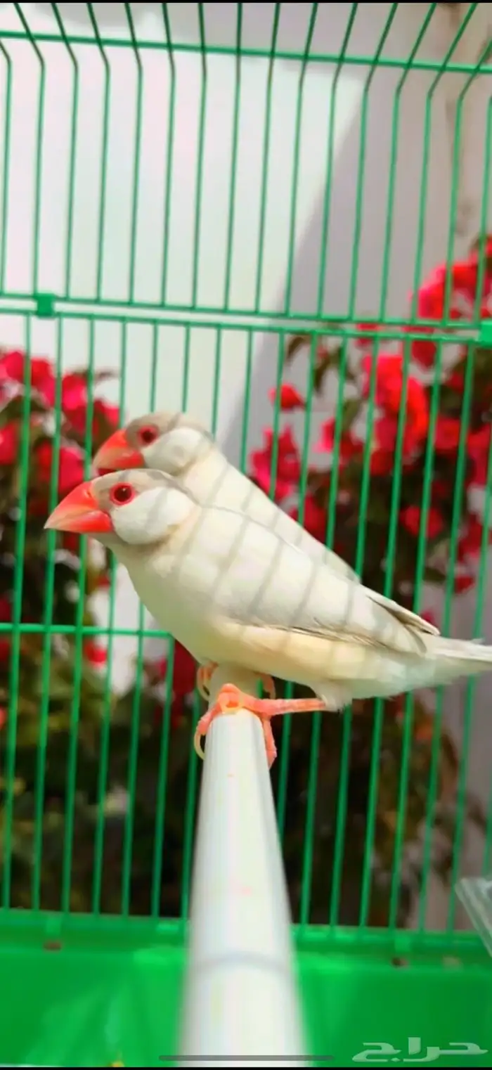 طيور 0