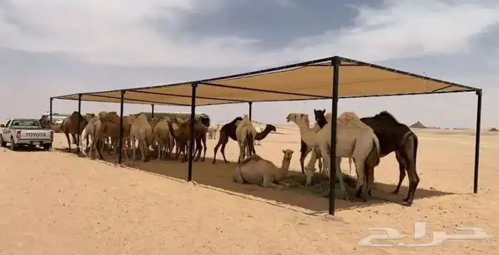 مضلات الآبل 0