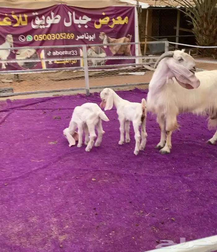 عنز مشروكه متبع توم فاخره 0