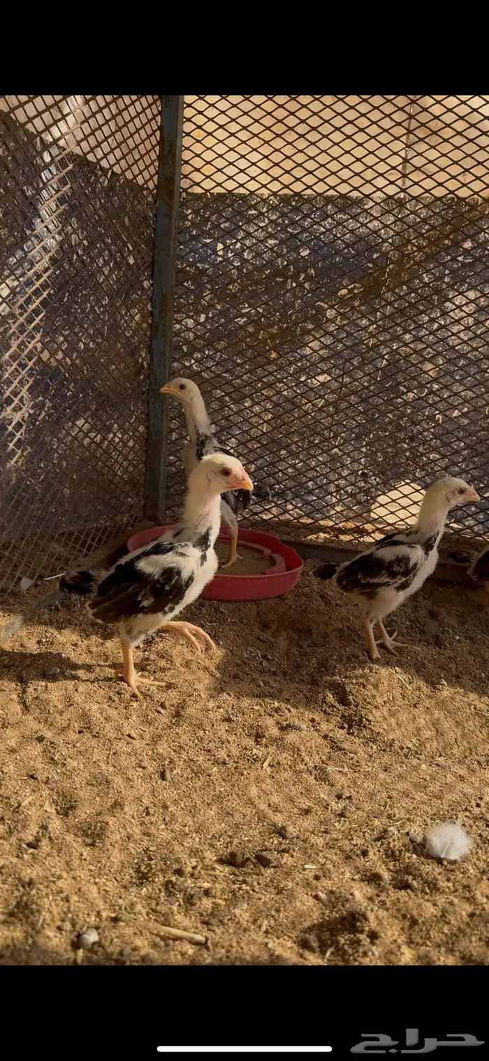 فروخ شامو ياباني 0