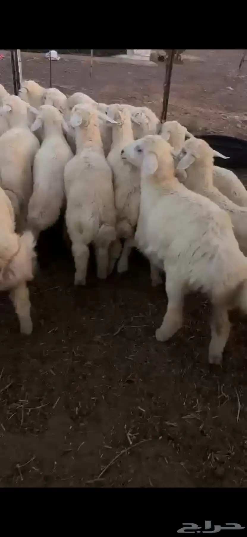 طليان حبص للبيع 14