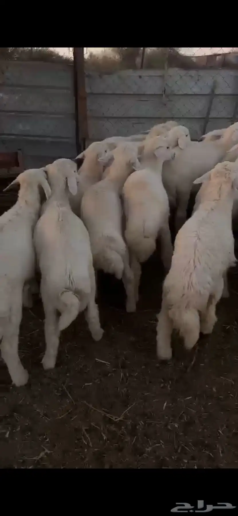 طليان حبص للبيع 20