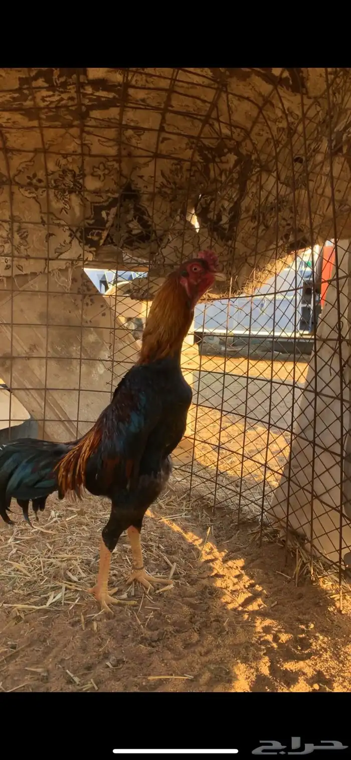 فروخ شامو ياباني 6