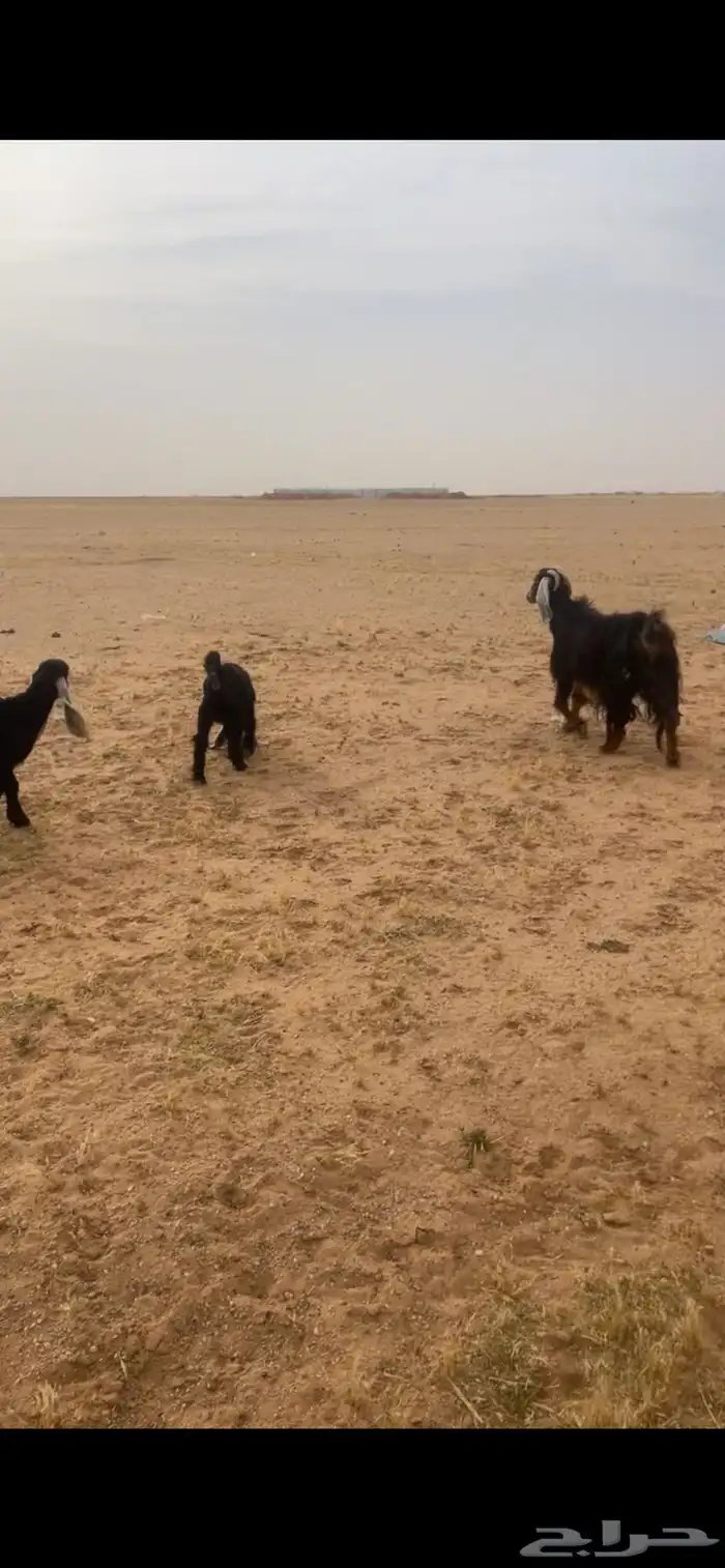عنز للبيع 3