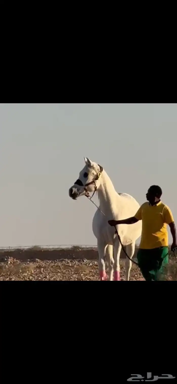 فرس بنت العالمي رف جستس ومعها بنتها 2