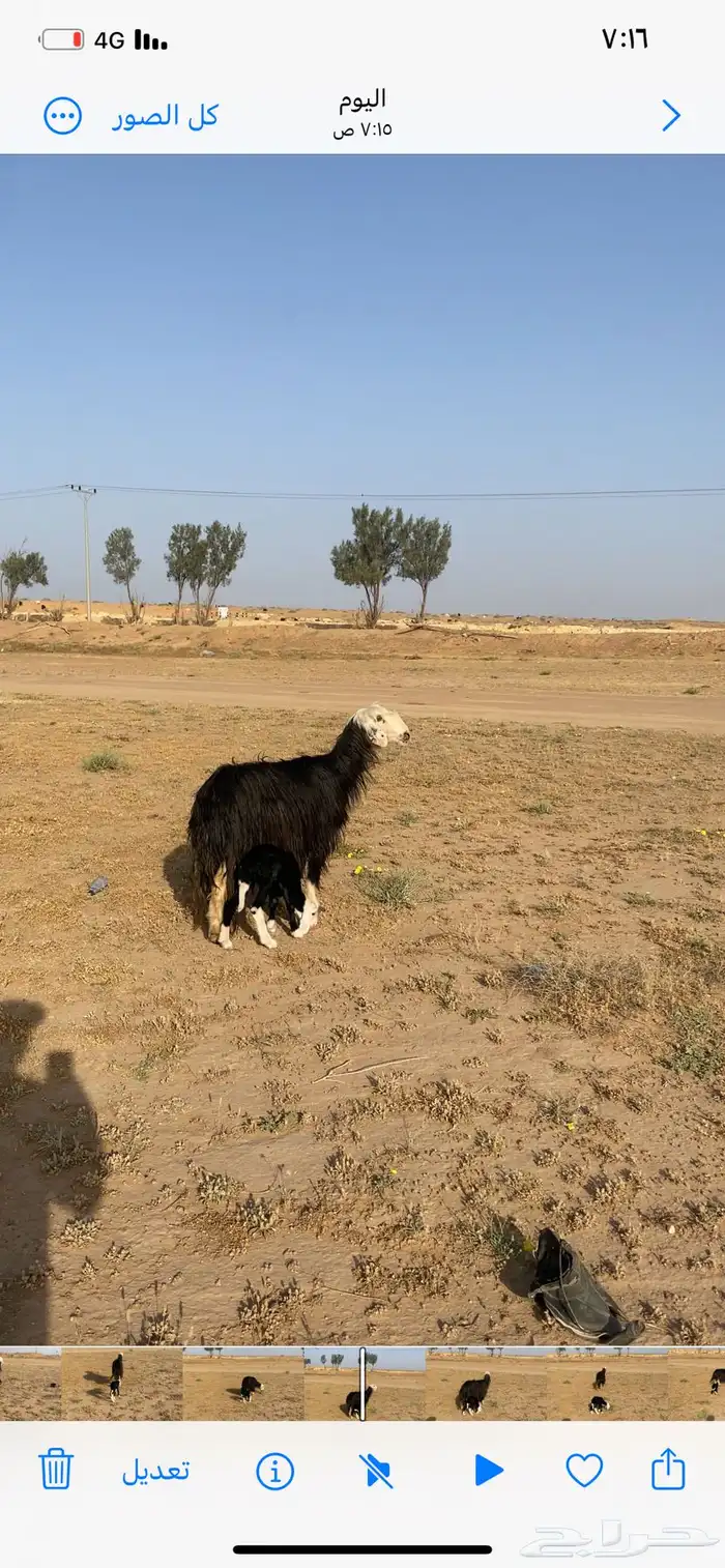 نجدية تحتها رخلة 1