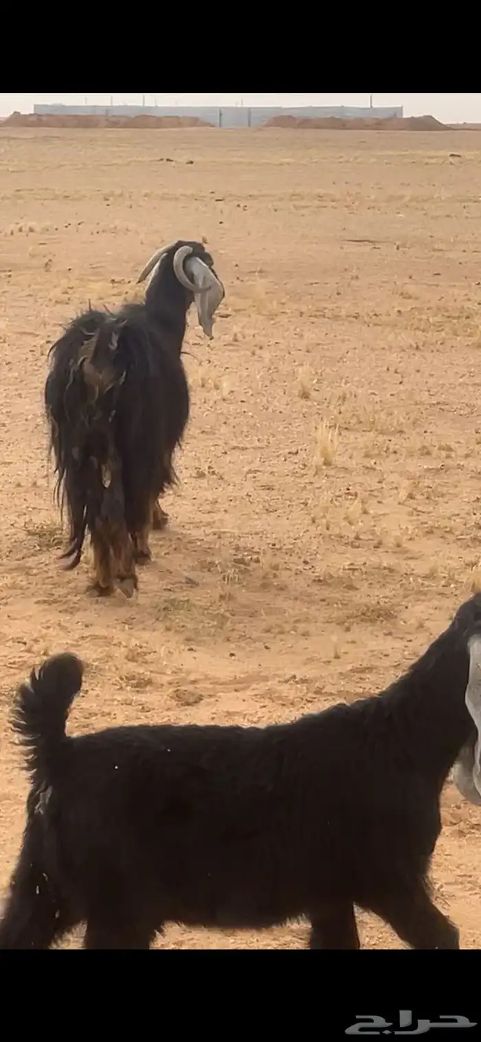 عنز للبيع 2