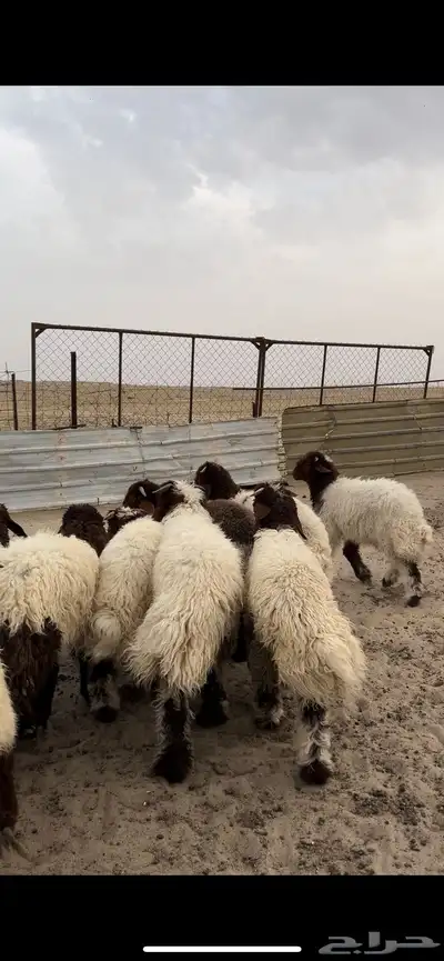 تم البيع 2