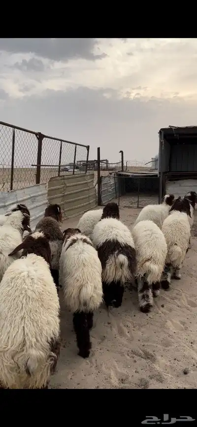 تم البيع 3