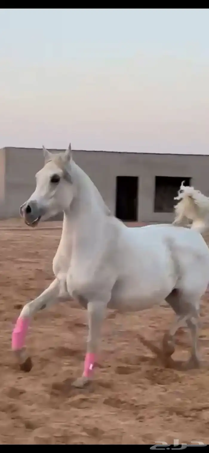 فرس بنت العالمي رف جستس ومعها بنتها 0