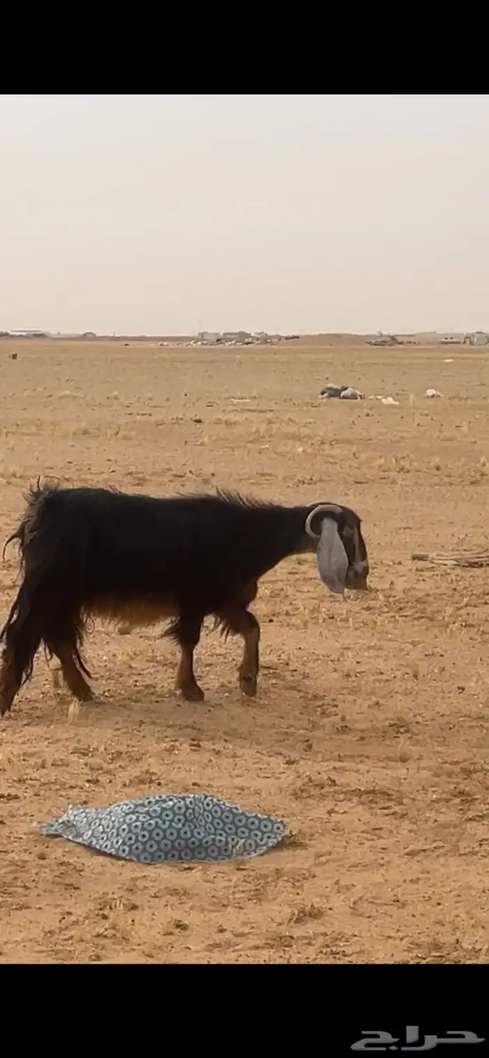 عنز للبيع 0