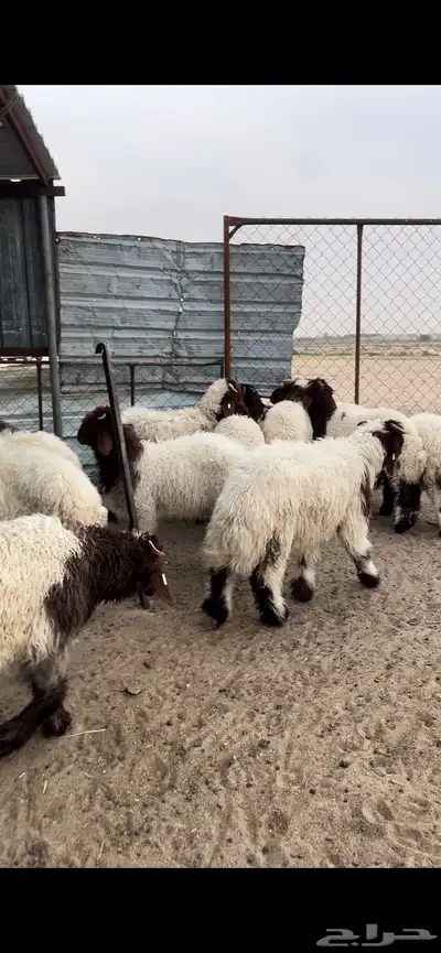 تم البيع 1