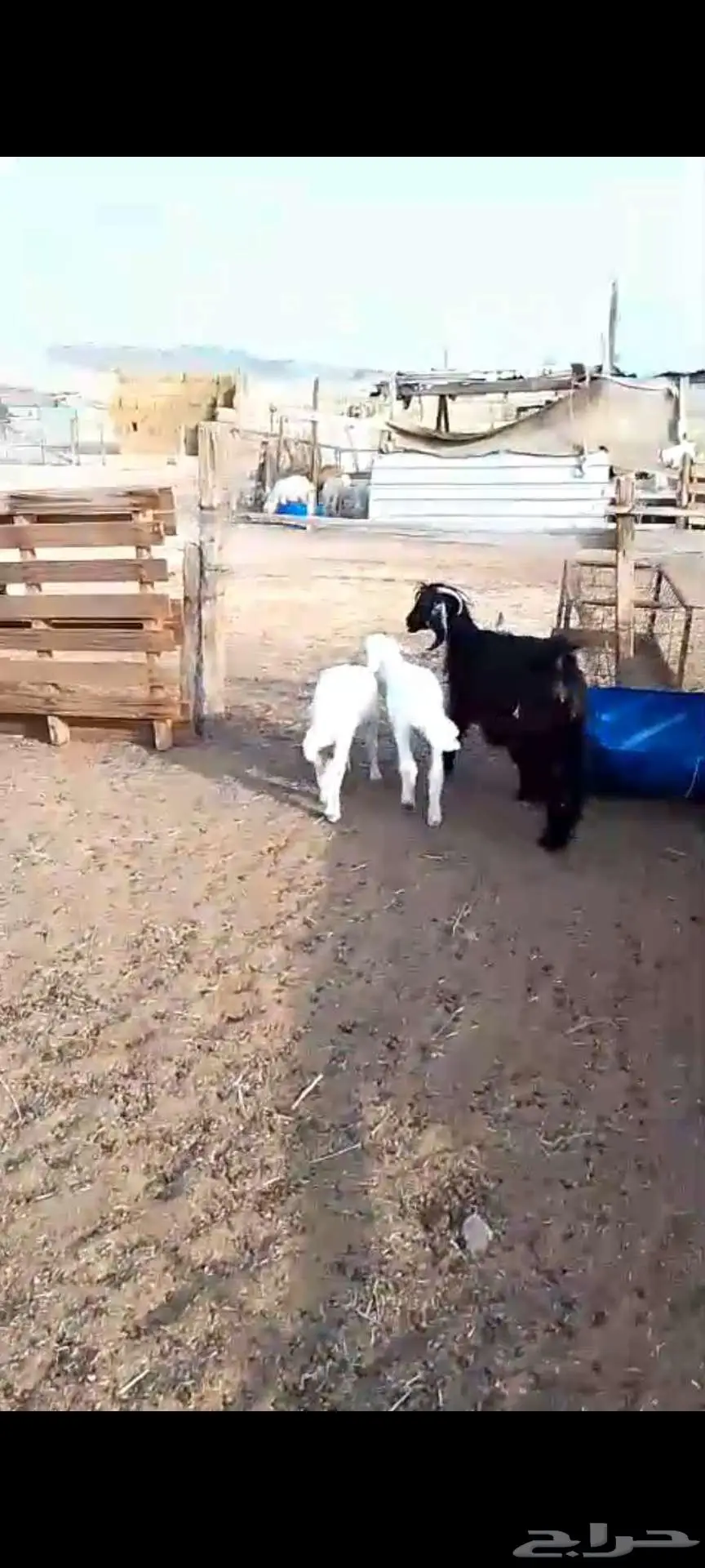 بهم تربية سمح. وخلفات معزا وضان ورخله 12
