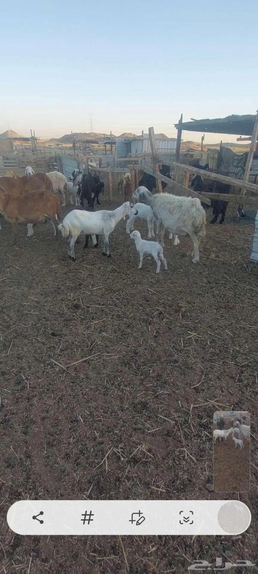بهم تربية سمح. وخلفات معزا وضان ورخله 9