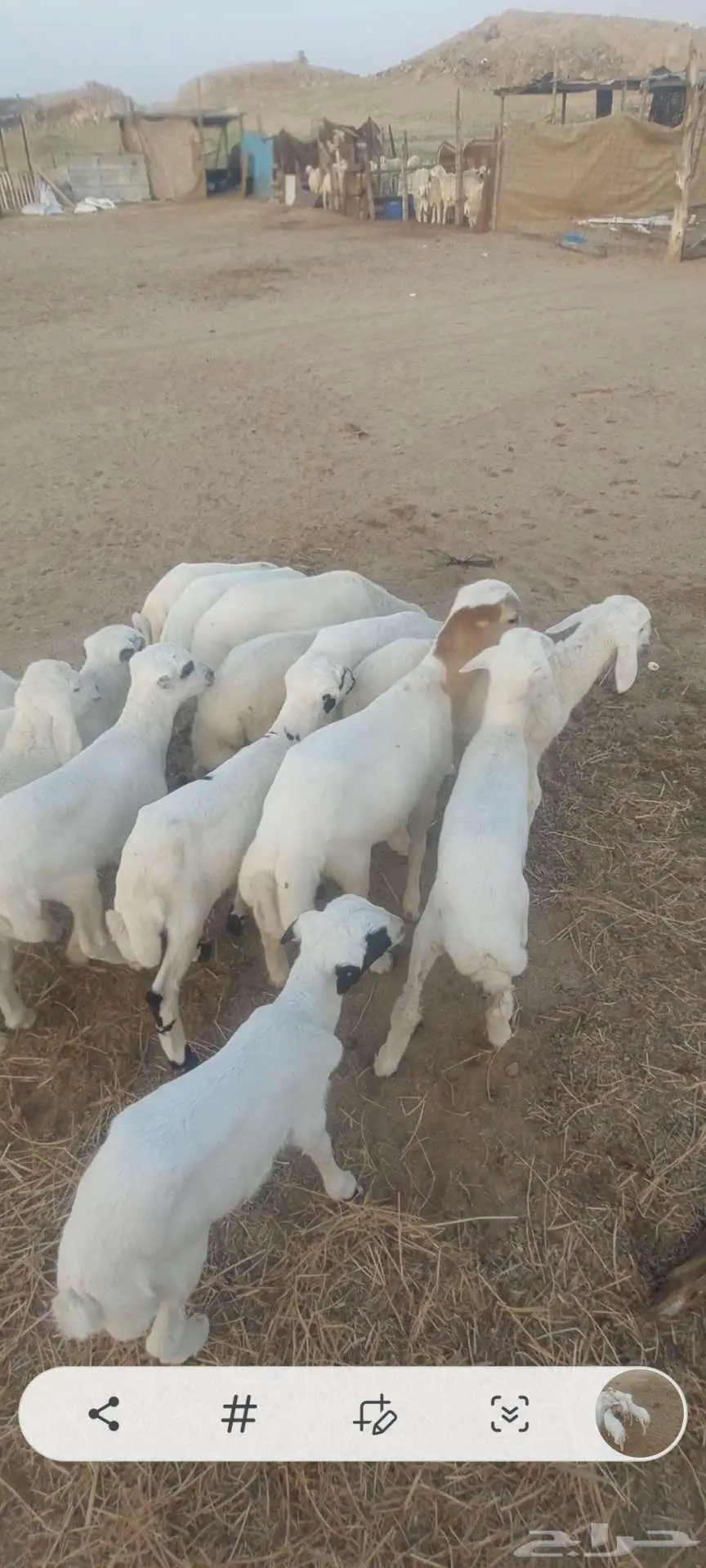 بهم تربية سمح. وخلفات معزا وضان ورخله 2