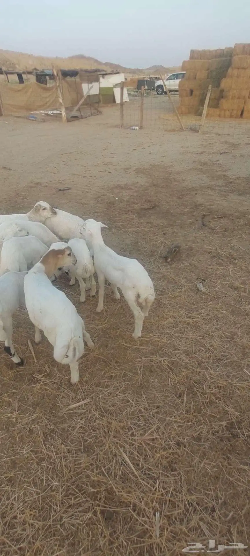 بهم تربية سمح. وخلفات معزا وضان ورخله 3